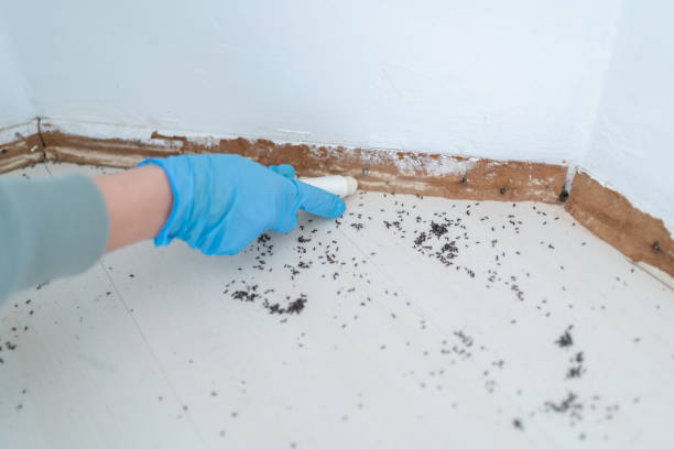 Best Emergency Pest Control  in Big Lake, TX